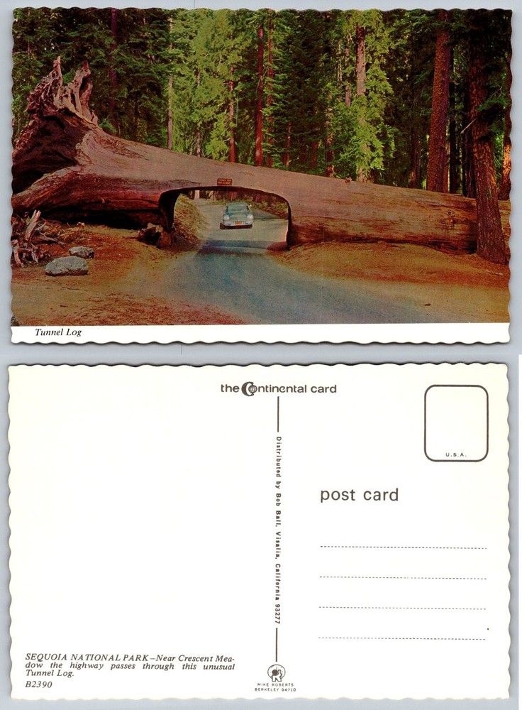 Sequoia National Park Tunnel Log Postcard Vintage Chrome Deckled Edge Car