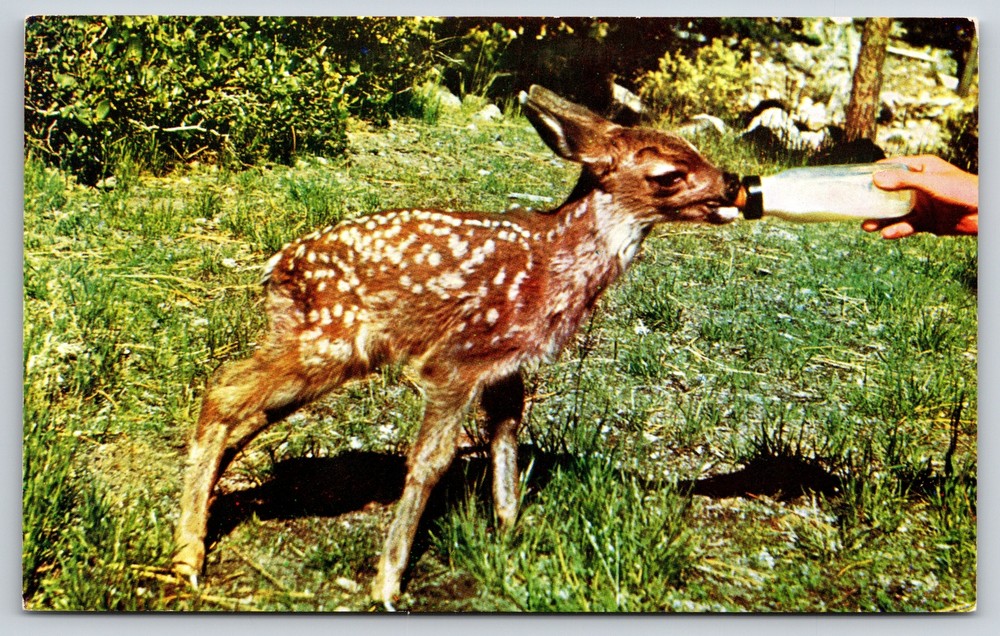 Animals~Bottle Fed Fawn In Forest~Vintage Postcard