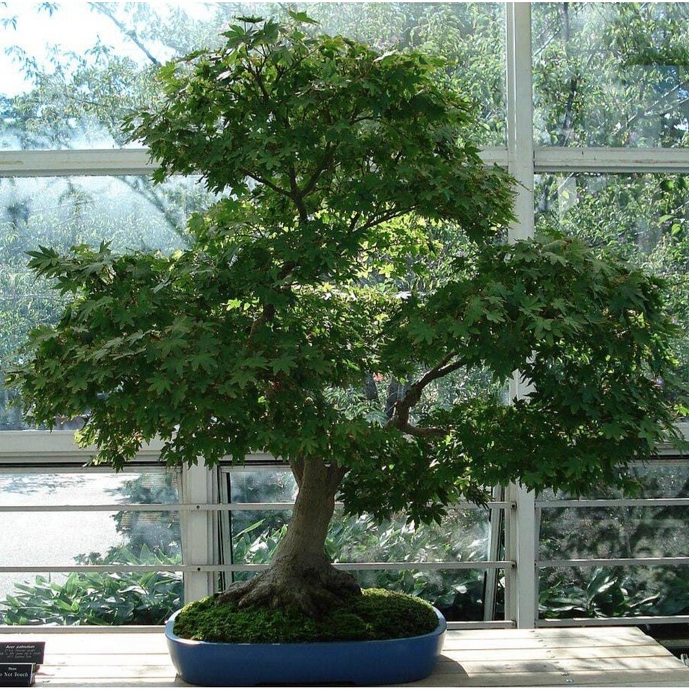 Japanese Maple Acer Palmatum 12