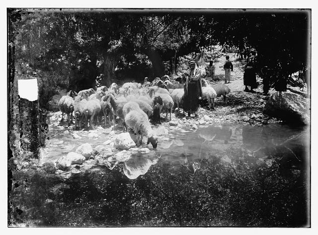 Photo:Sheep Herding 1900s Sheep Flock Shepherd Rural Scene