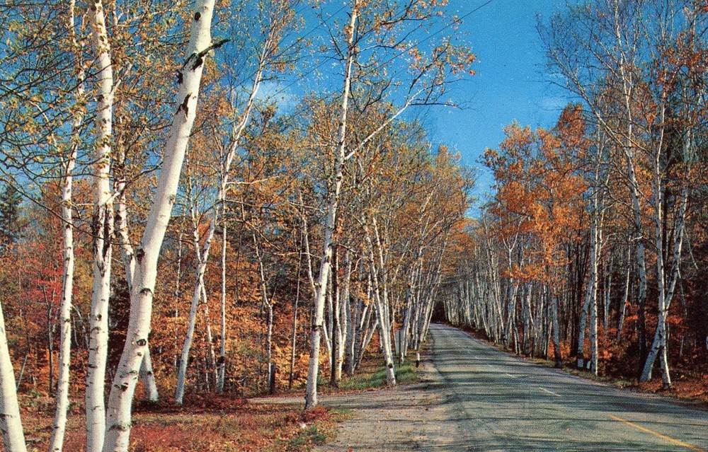 Highway Through the Majestic Shelburne Birches, New Hampshire --POSTCARD