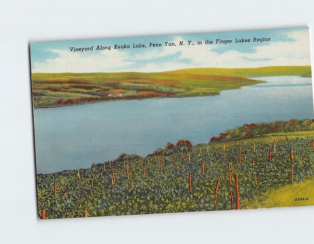 Postcard Vineyard Along Keuka Lake Penn Yan NY in the Finger Lakes Region