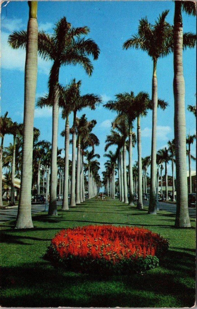 Vintage 1957 Lakeland Florida Royal Palm Avenue Red Flowers Chrome Postcard