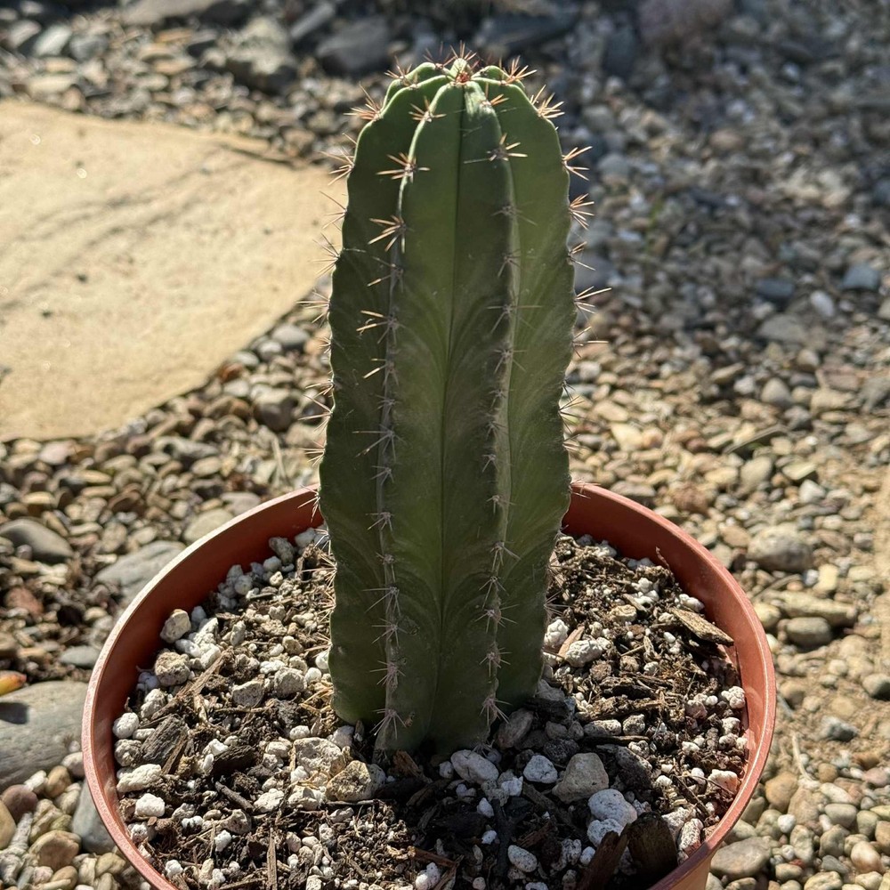 Polaskia chichipe