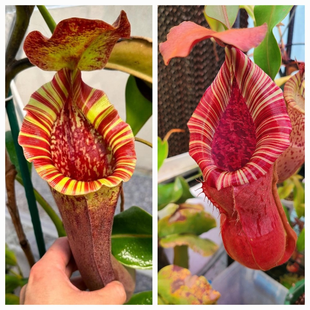 Nepenthes (LVB) x (Bokorenensis x Veitchii Candy Dreams - Best) SG
