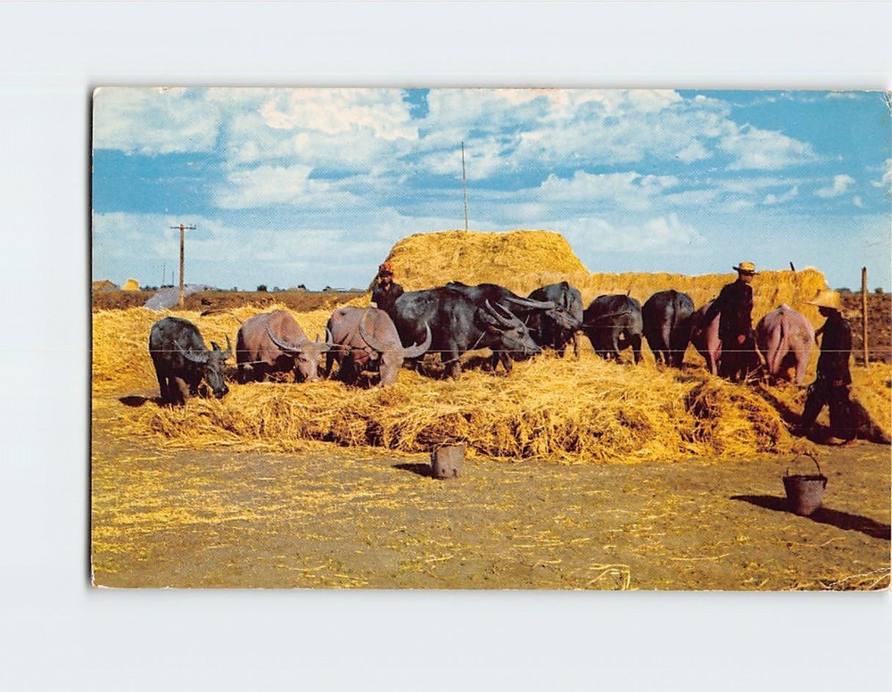Postcard Farmers Treading of Bullocks Ayudhya Thailand