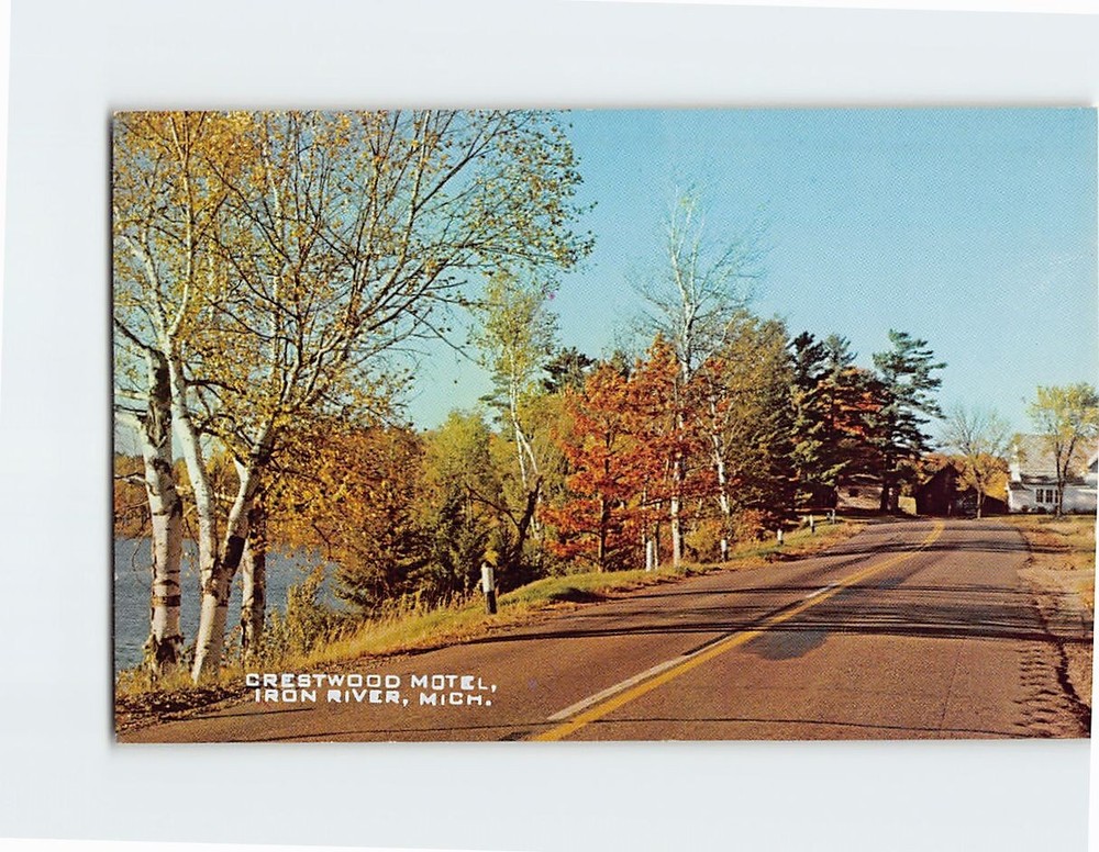 Postcard Autumn Scene White Birches Crestwood Motel Iron River Michigan USA