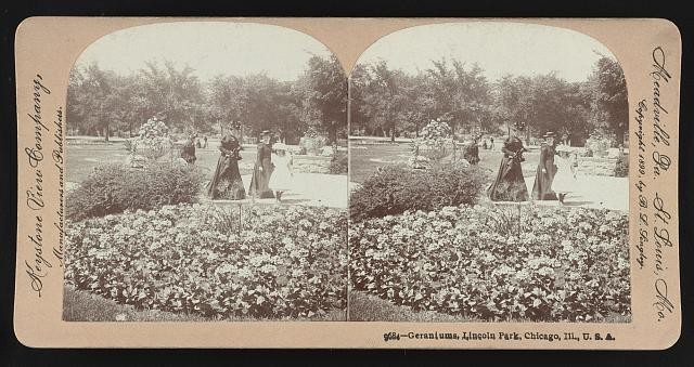 Photo:Chicago Illinois USA Lincoln Park Geraniums 1899 Garden Stereoview