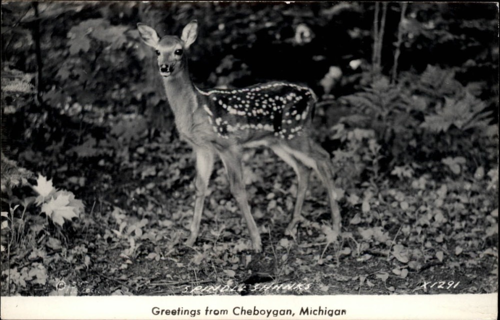 RPPC Michigan Cheboygan Greetings from deer ~ 1950-now real photo postcard