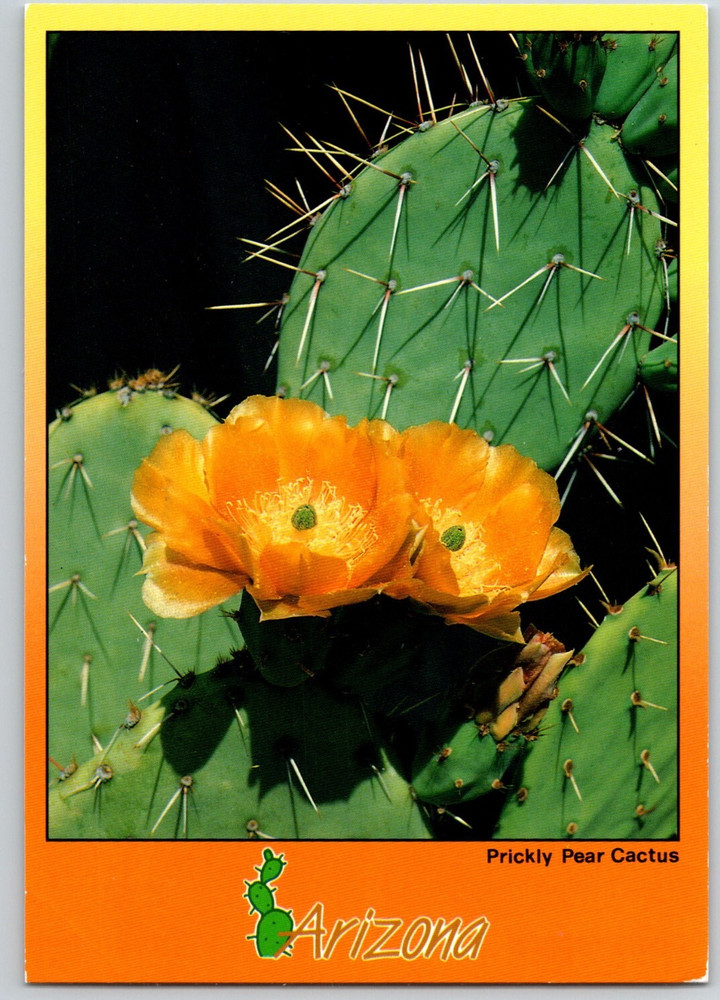 AZ Prickly Pear Cactus Orange Flowers 6x4 Postcard
