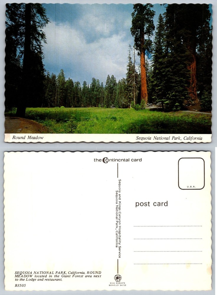 Sequoia National Park Round Meadow Giant Forest California Postcard Mike Roberts