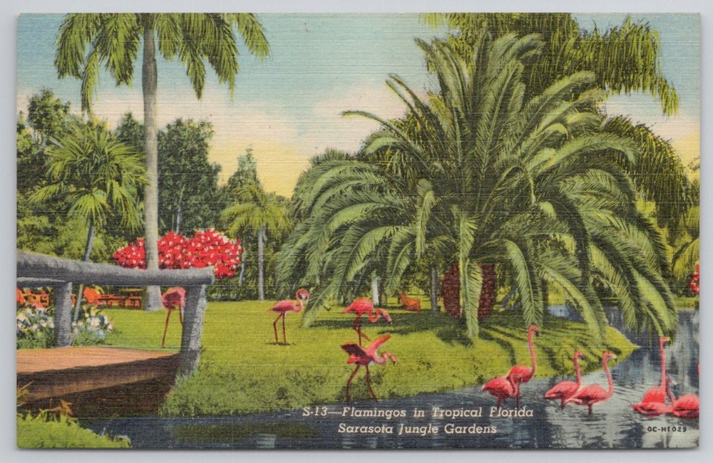 Vintage Linen Postcard Sarasota Jungle Gardens Flamingos Florida 1940s