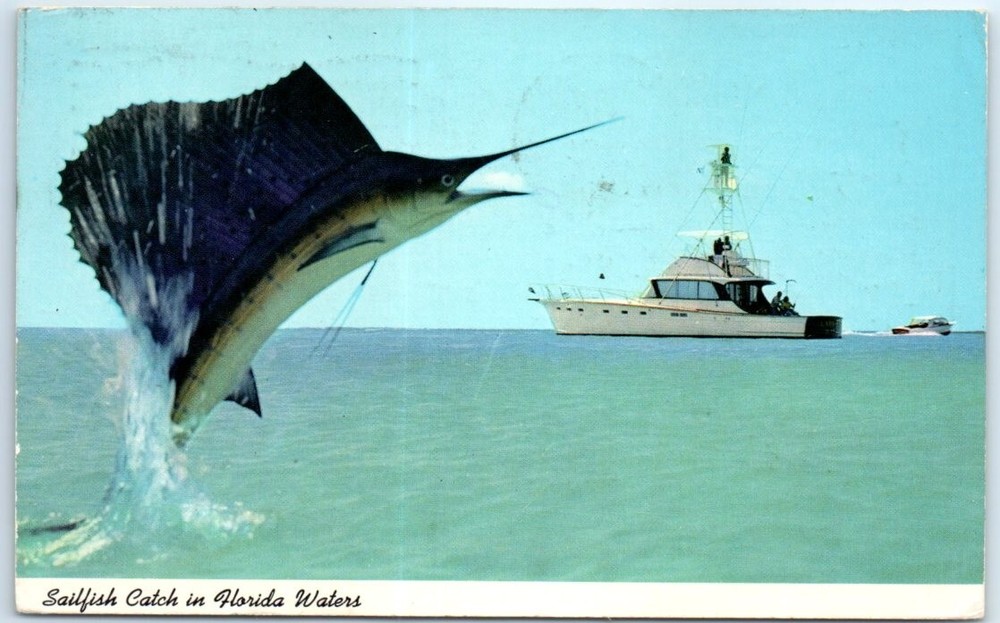 Postcard - Sailfish Catch in Florida Waters - Florida