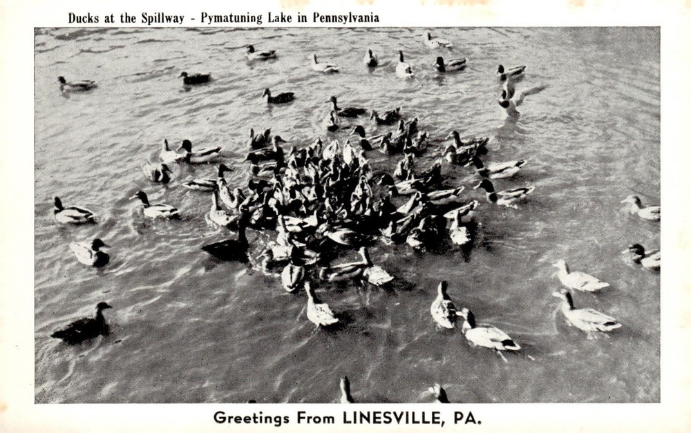 1950s Pymatuning Lake Linesville PA Ducks at Spillway B&W Vintage Postcard