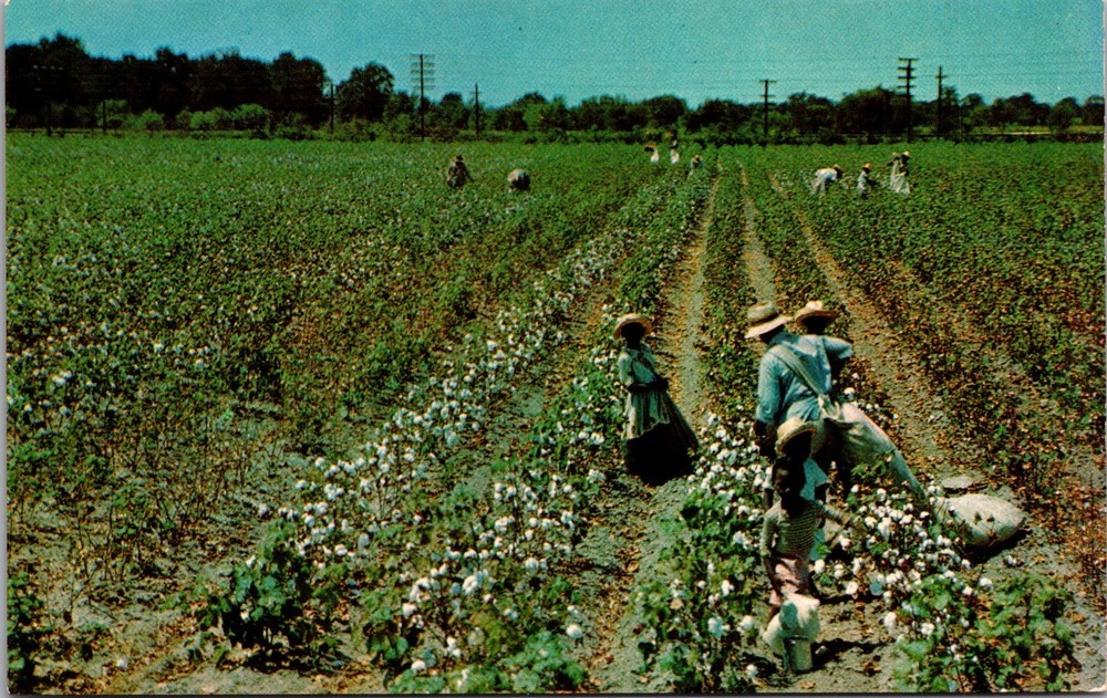 Cotton Picking Time-Cotton Field-Chrome Postcard