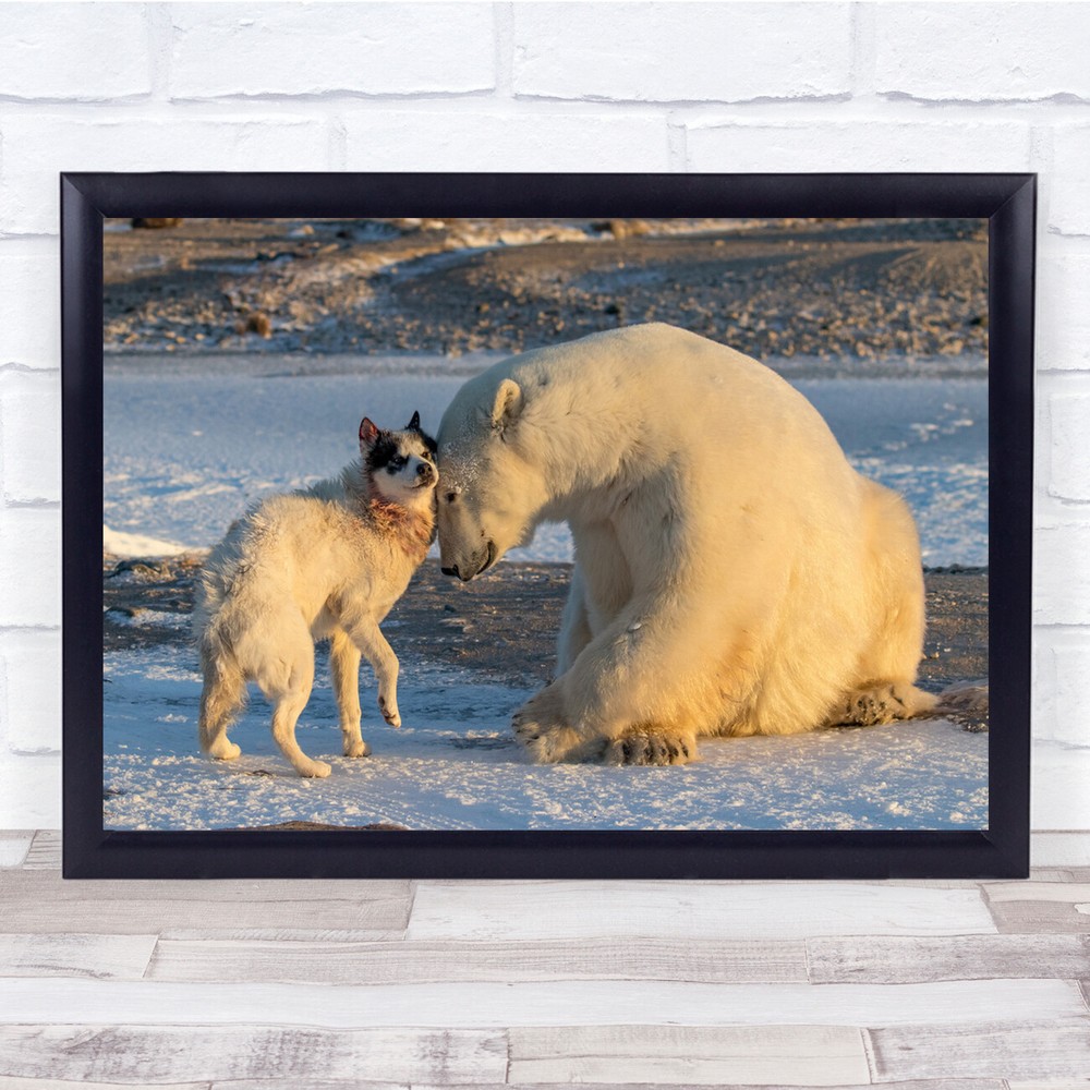 Dog Polar Bear Animals Husky Winter Wall Art Print