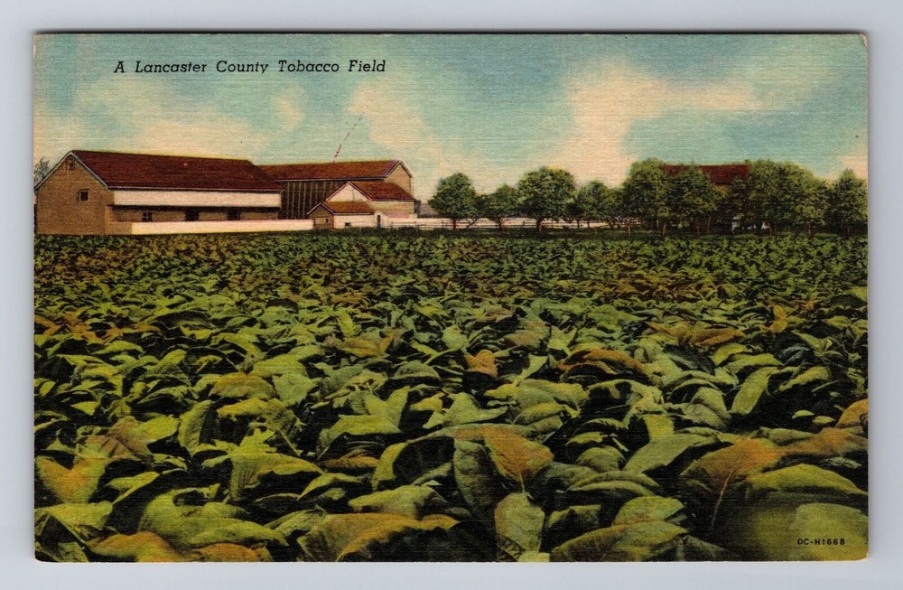 Lancaster PA-Pennsylvania, County Tobacco Field, Antique, Vintage Postcard