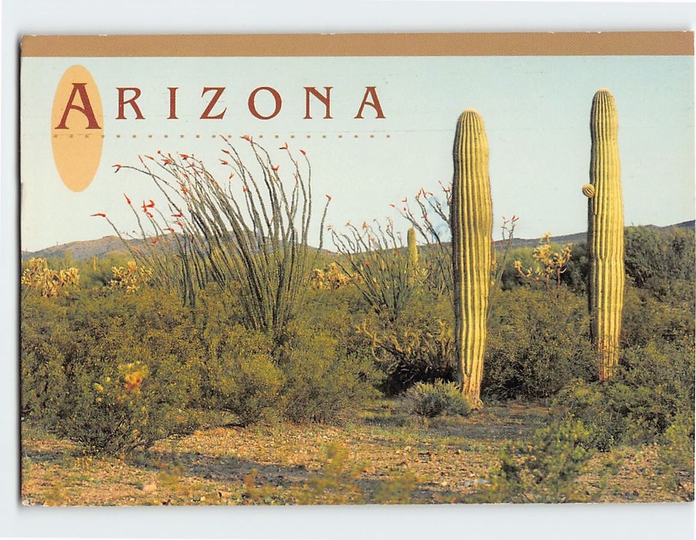 Postcard Ocotillo & Giant Saguaros Arizona USA