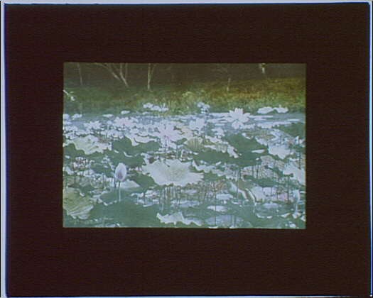 Travel view,gardens,flowers,plants,water bodies,Japan,Arnold Genthe,1908