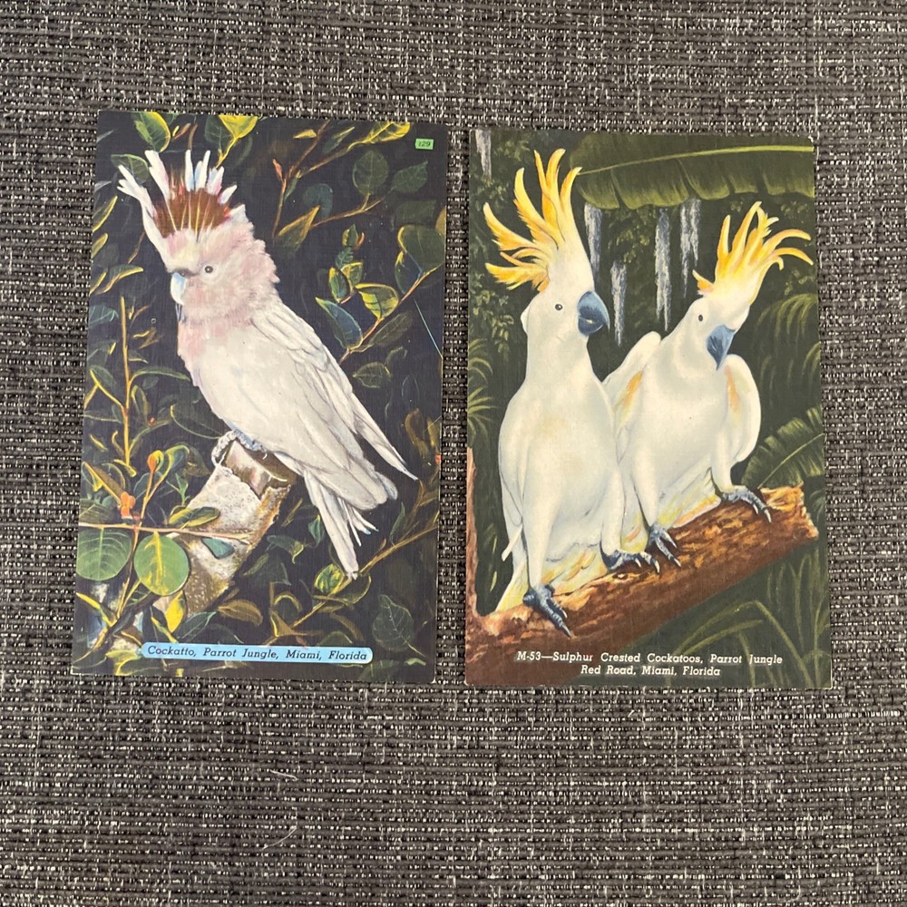 Vintage Linen Postcards Miami, FL~ Cockatoo’s At Parrot Jungle