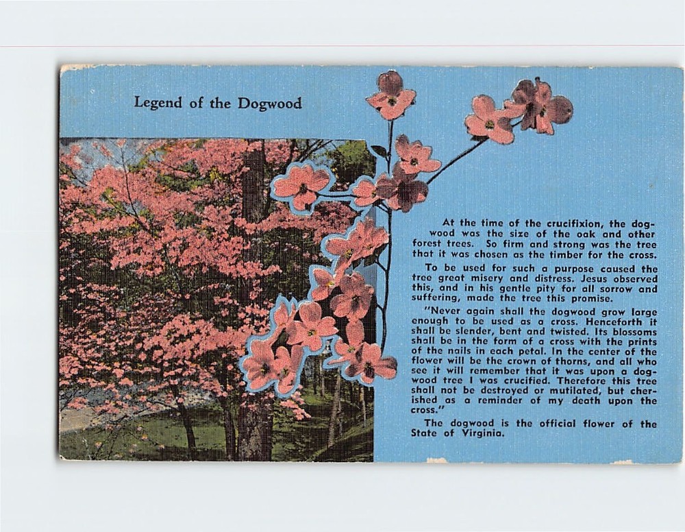 Postcard Legend of the Dogwood Virginia USA