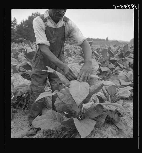 Person County North Carolina 1939 Tobacco Topping Tenant Farmer in Field