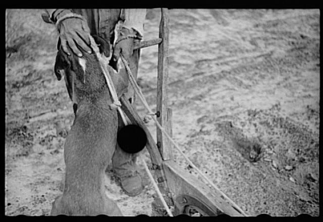Irwinville Farms,Georgia,GA,Farm Security Administration,FSA,United States,12