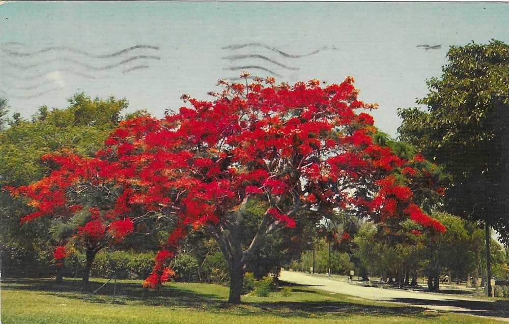 Vintage Florida Chrome Postcard Royal Poinciana Flowering Tree Blooms