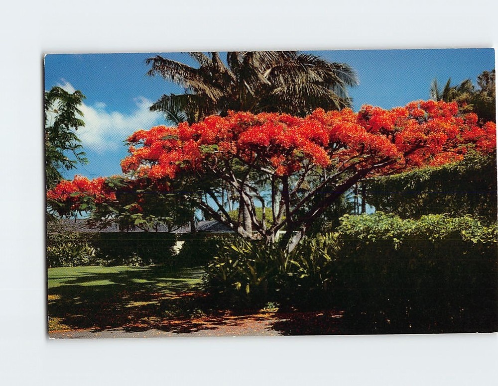 Postcard The Flame Tree Royal Poinciana Hawaii USA