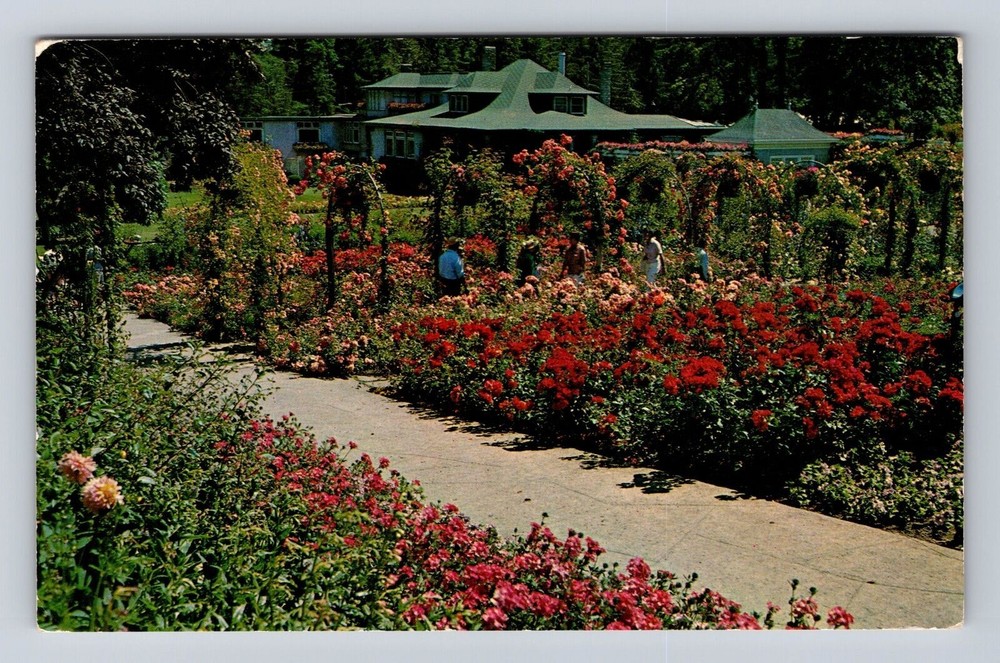 Victoria BC-British Columbia Canada The Butchart Gardens, Roses Vintage Postcard