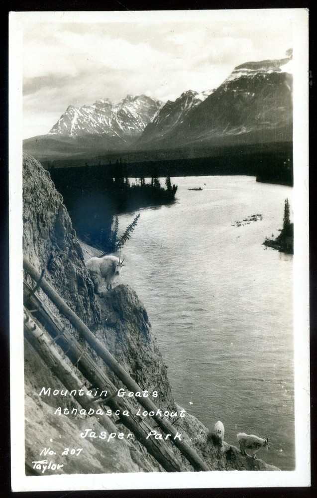 JASPER Alberta 1930s Athabasca Lookout Mtn. Goats. Real Photo Postcard by Taylor