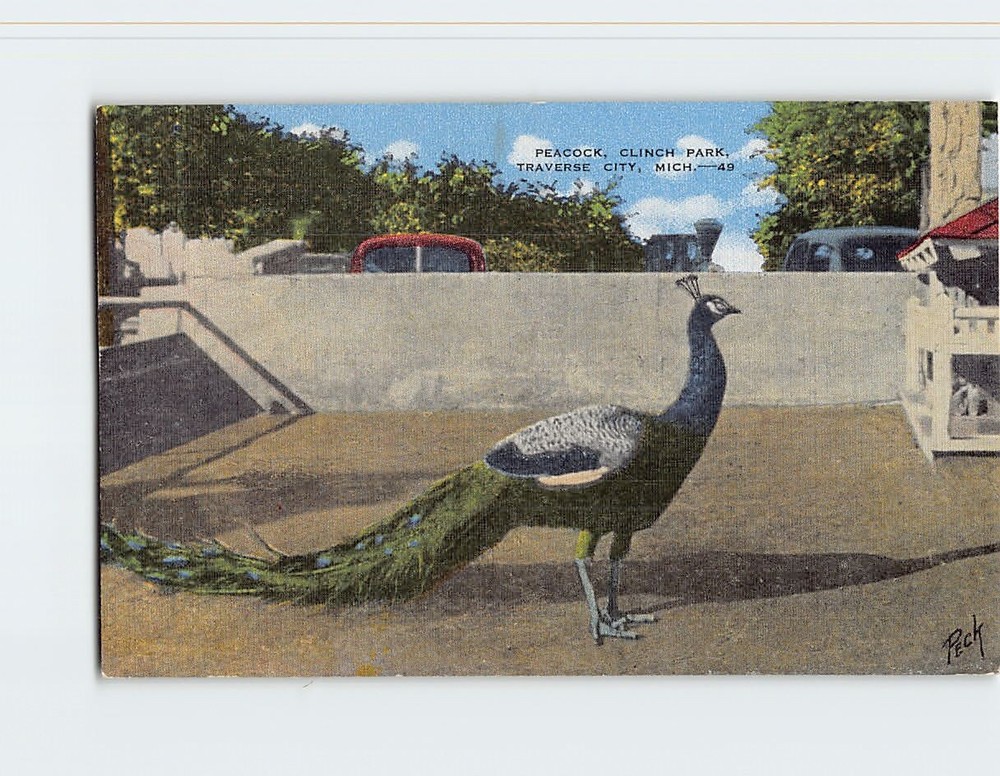 Postcard Peacock Clinch Park Traverse City Michigan USA