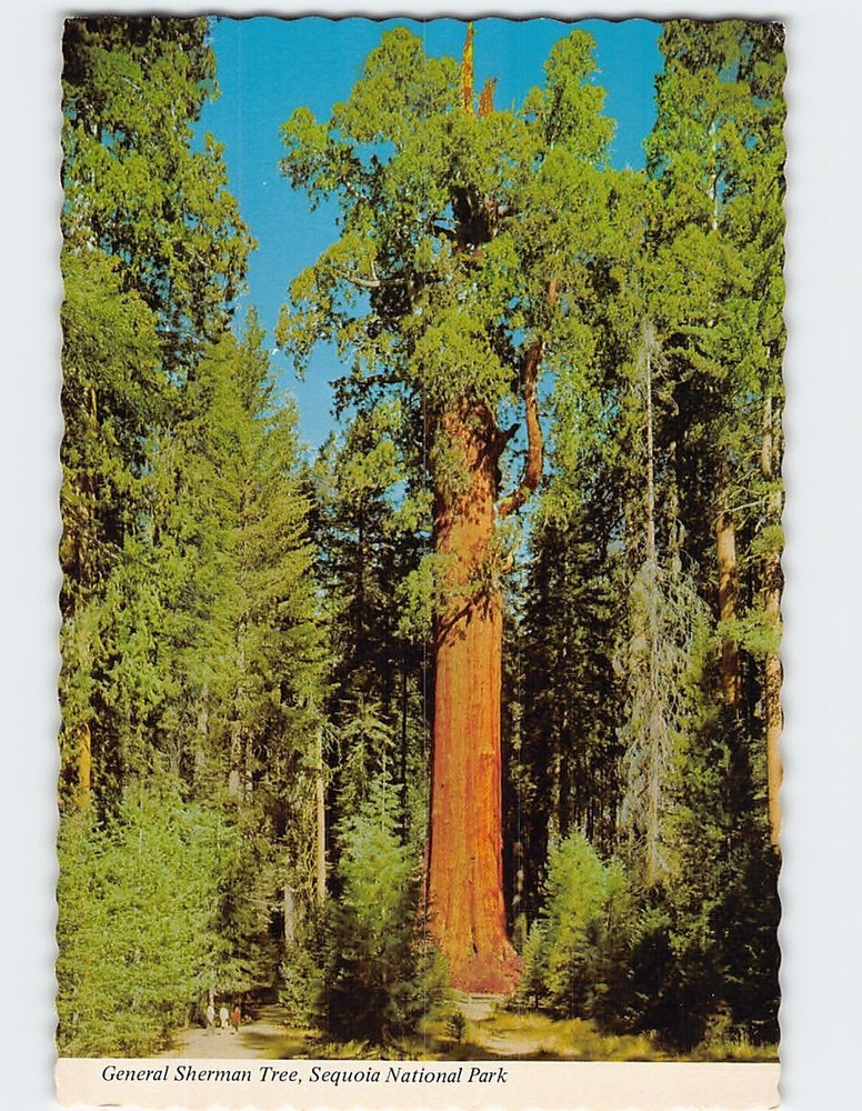 Postcard General Sherman Tree Sequoia National Park California USA