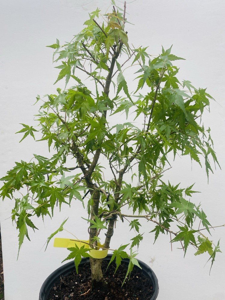Acer Palmatum Heritage Japanese Maple Bonsai Tree for Sale-image