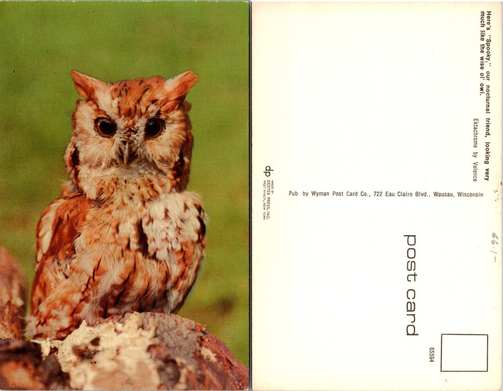 Eastern Screech Owl Close Up Wisconsin WI Postcard