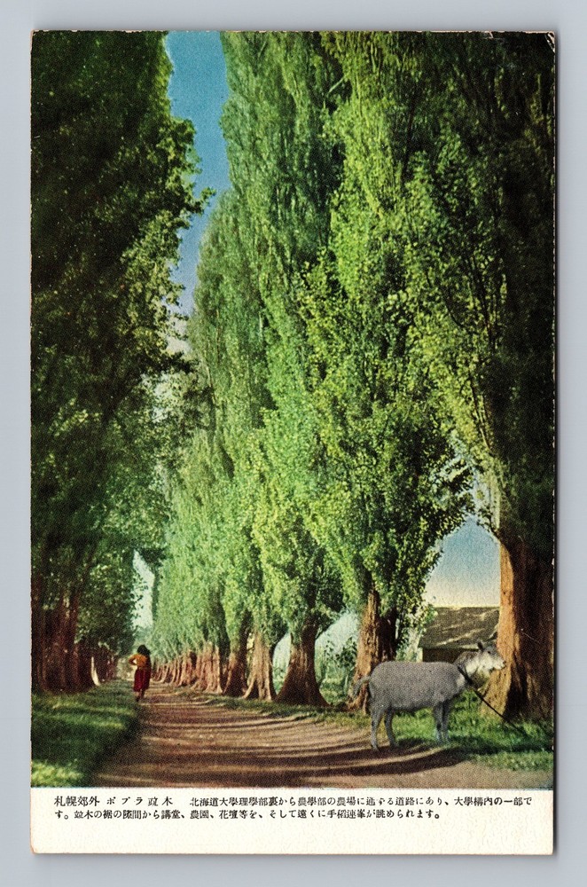Japan- Sapporo Trees & Path Standard Souvenir Postal Vintage Postcard