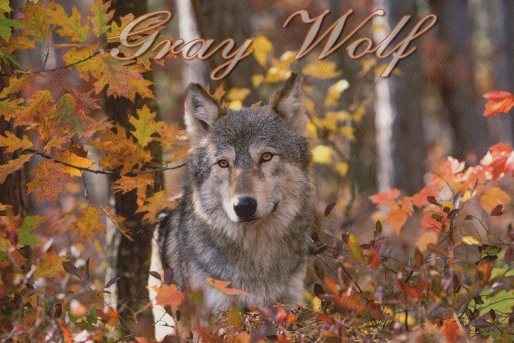 Gray Wolf 4x6 Postcard