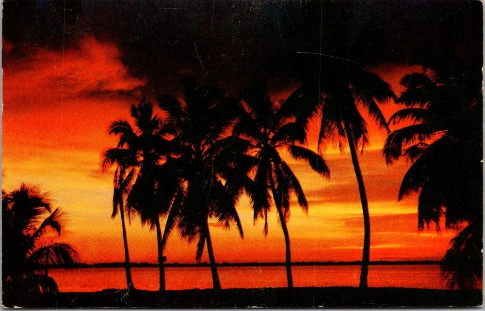 Vintage Miami Beach FL Flaming Tropical Sunset Palm Trees Postcard 1960s