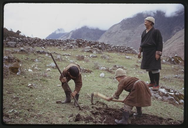 Photo:Lachung Sikkim India 1971 Headman Pipon children hoeing rocky field