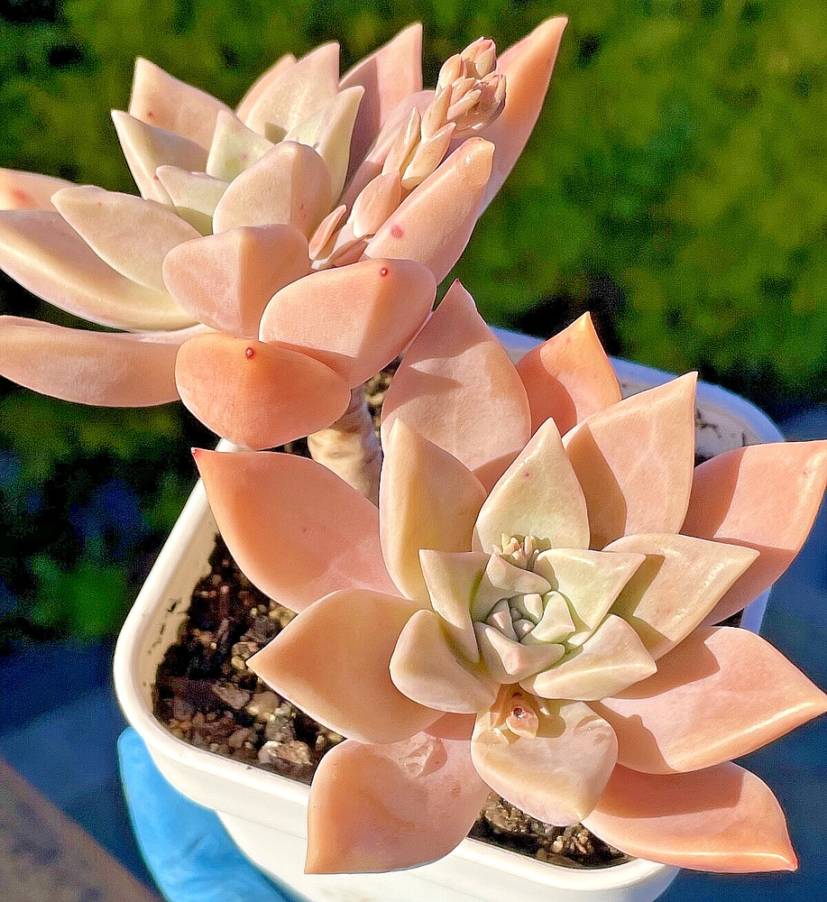 Graptopetalum Fully Rooted Pink Succulent Rare Live Plant 2-Inch 1-Head