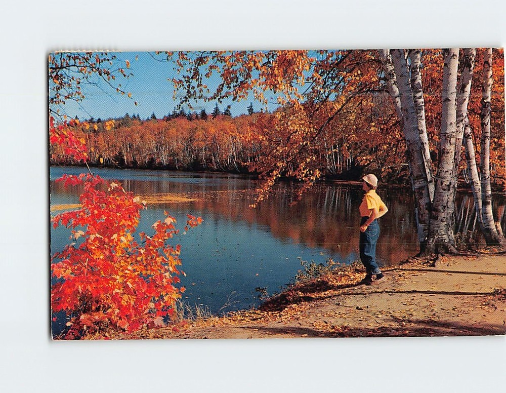 Postcard Autumn Nature Scene