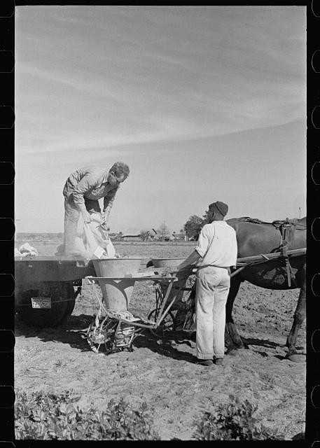 Sanford Florida 1937 Celery Farming Fertilizer Horse Cart Arthur Rothstein