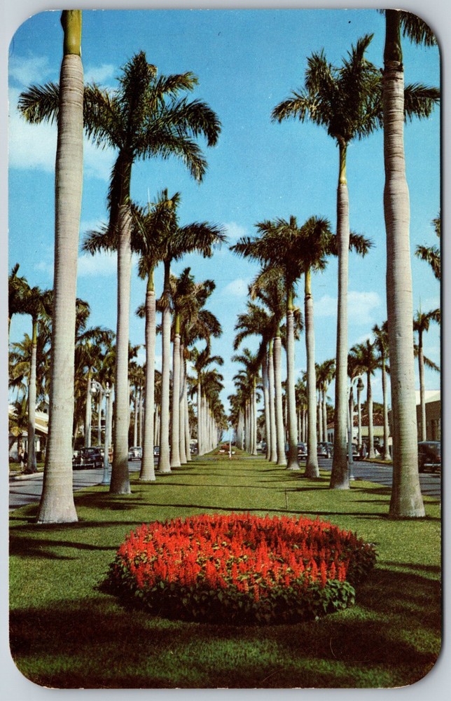 Royal Palm Way PALM BEACH Florida FL Landscape VINTAGE Postcard