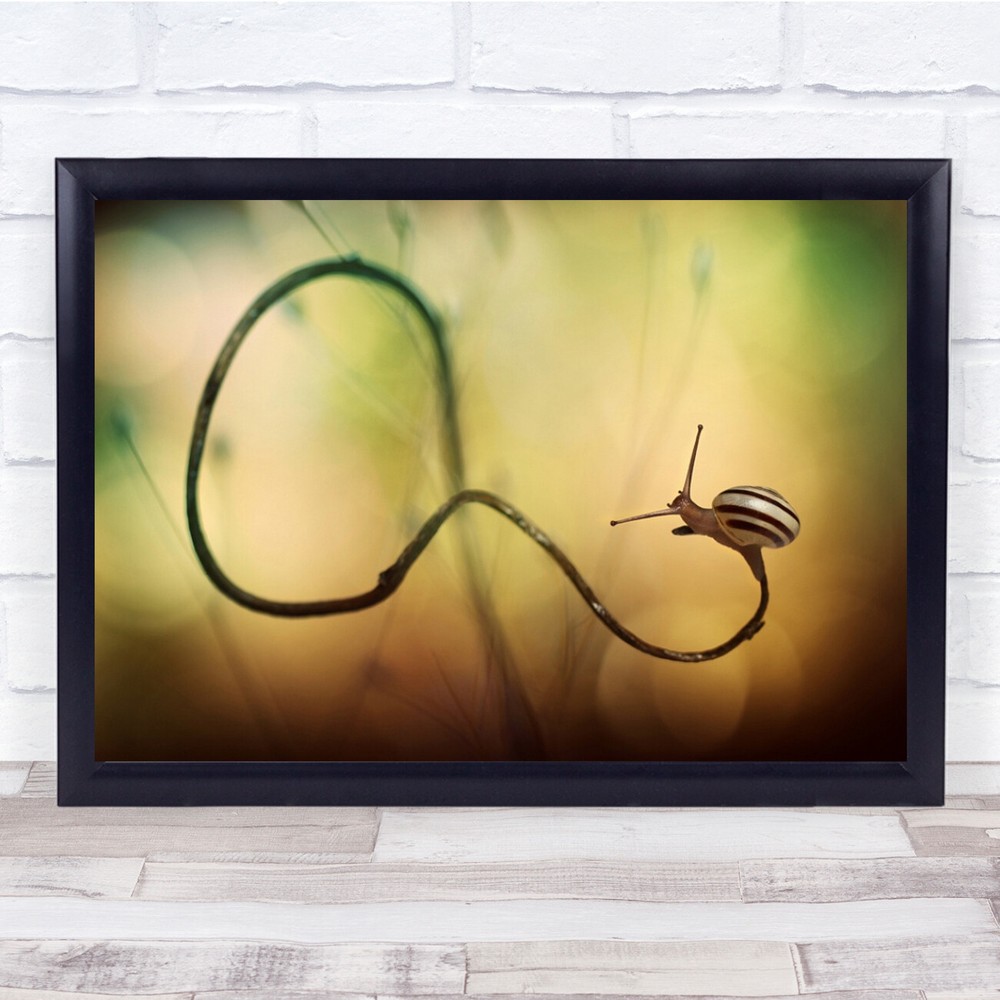 Rodeo Cowboy snail close up lasso Wall Art Print