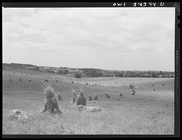 Photo:1930s Rural Haystacks Harvest Field Landscape
