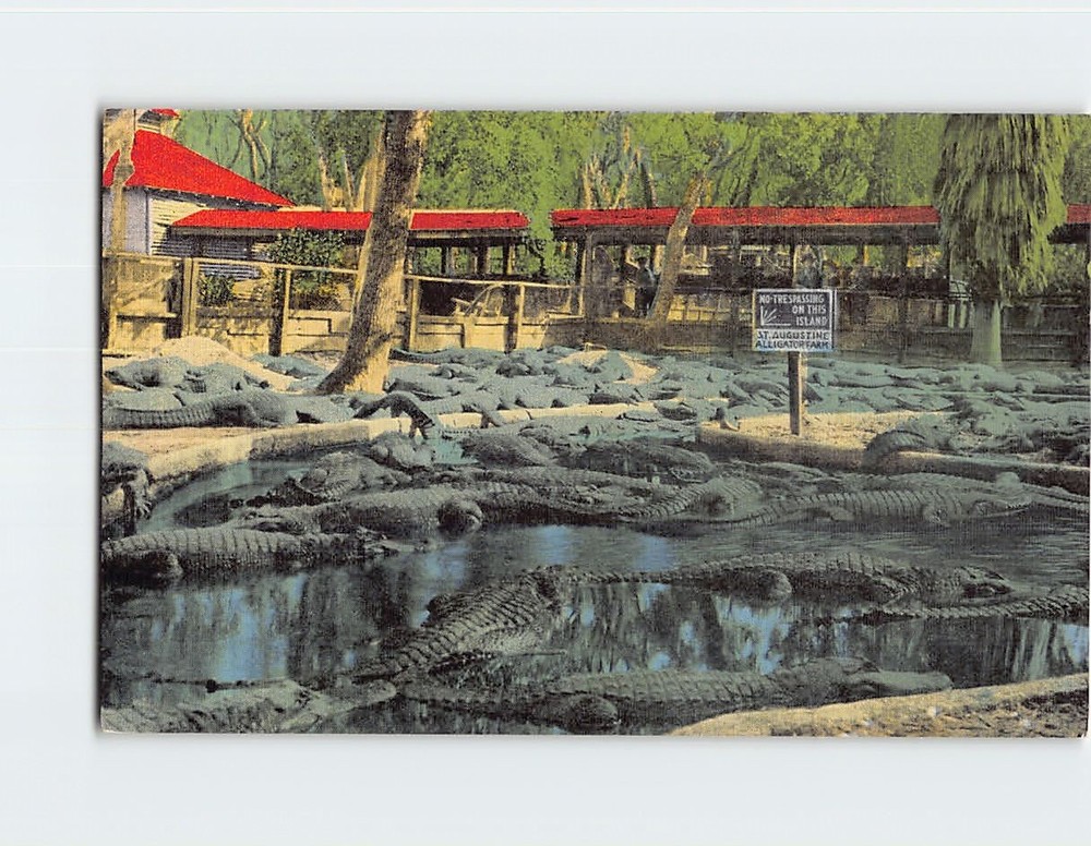 Postcard Alligator Farm Saint St. Augustine Florida USA North America