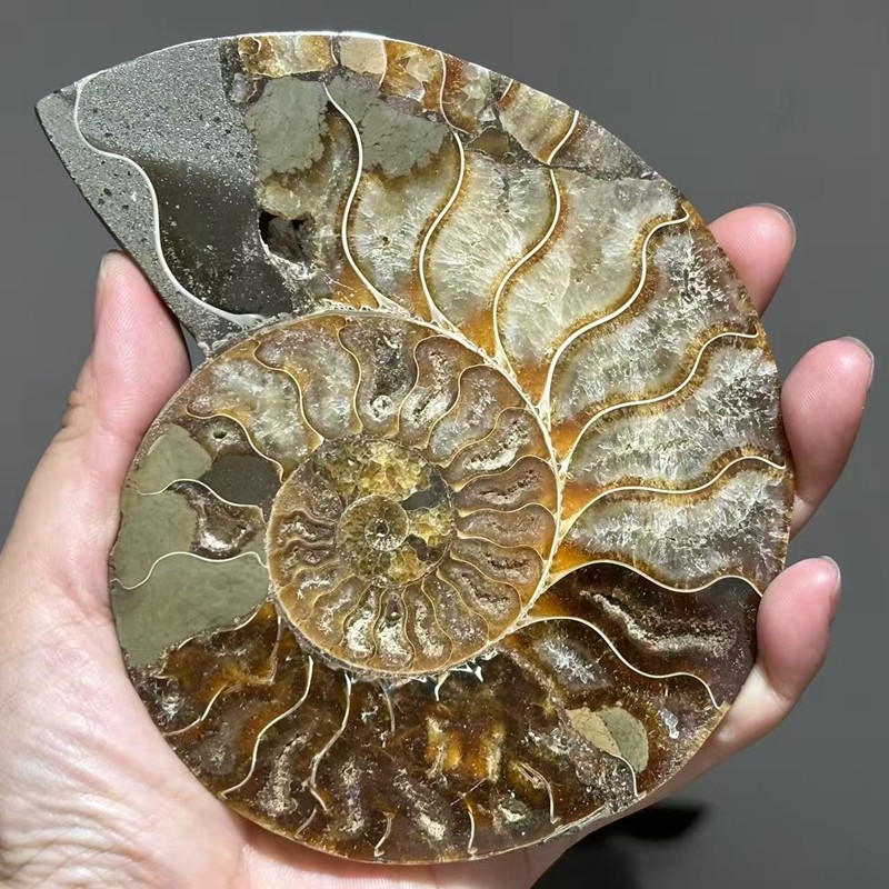 TOP 250G+ Natural ammonite fossil conch crystal specimen healing care