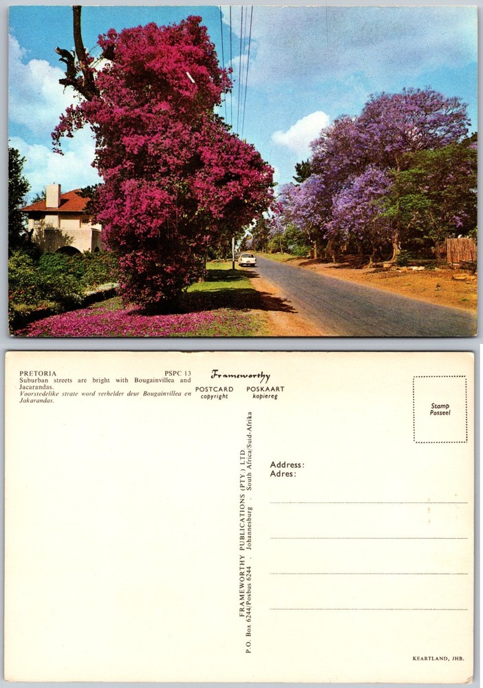 Continental Bougainvillea And Jacaranda Pretoria Postcard