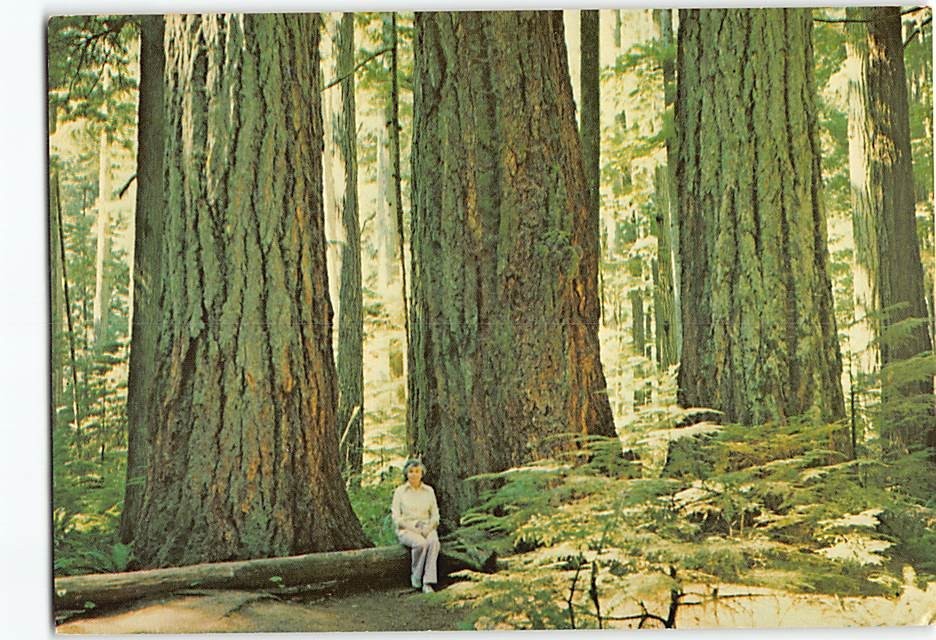 Postcard Cathedral Grove Vancouver Island Port Alberni Canada
