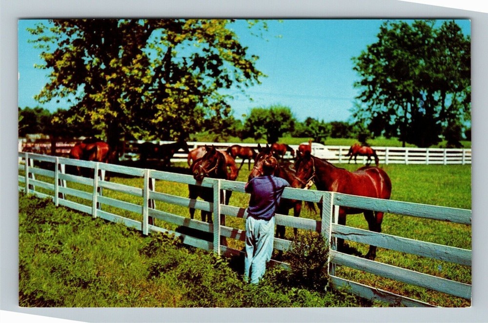 Lexington KY, Blue Grass Horse Farm, Kentucky Vintage Postcard